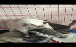 Mixed Breed cats for sale: Ragdoll X Scottish Fold  - Image 6
