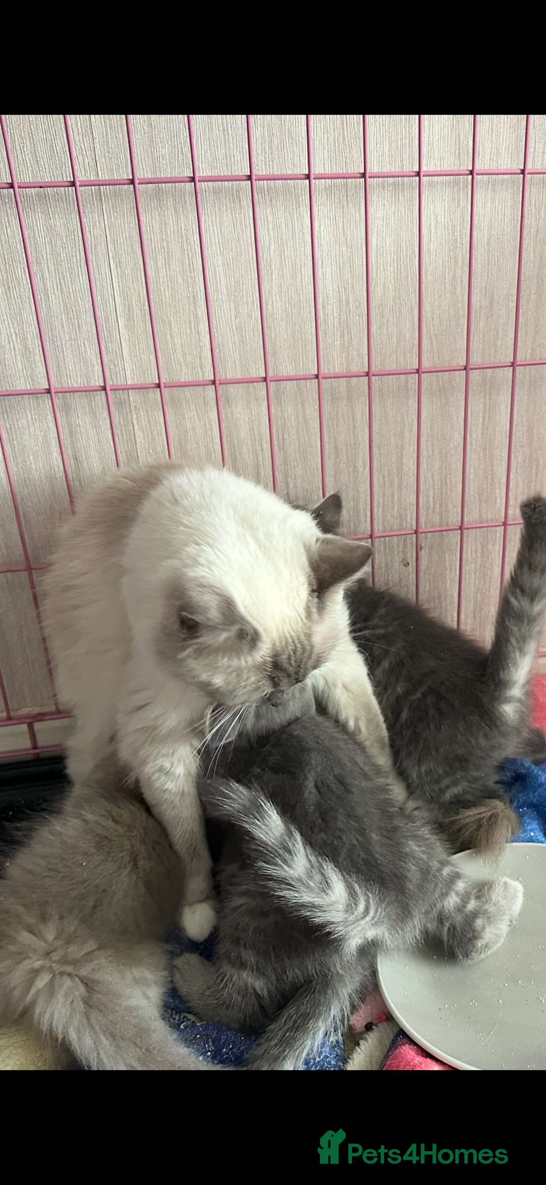 Mixed Breed cats for sale: Ragdoll X Scottish Fold  - Image 6