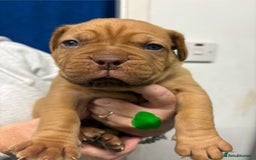 Dogue De Bordeaux dogs for sale: Beautiful chunky ddb puppies  - Image 2