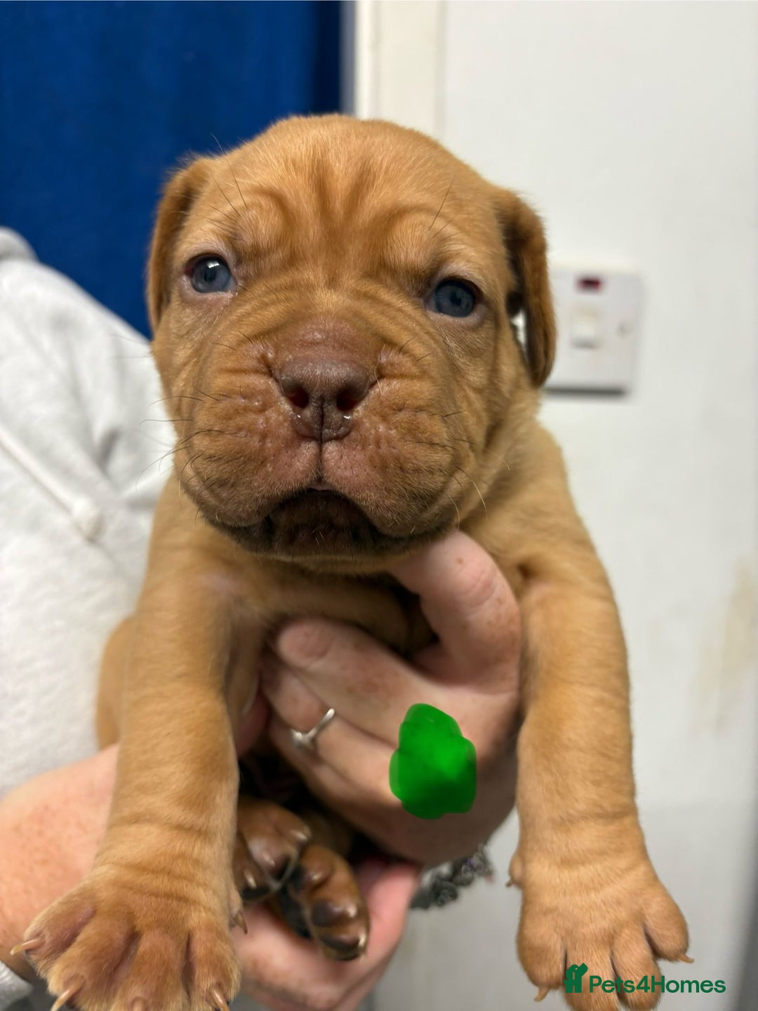 Dogue De Bordeaux dogs for sale: Beautiful chunky ddb puppies  - Image 2