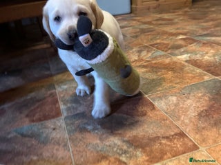 Labrador Retriever dogs Health Tested KC Labrador Pups for Sale - Advert 5