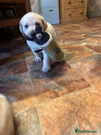 Labrador Retriever dogs Health Tested KC Labrador Pups for Sale - Advert 9