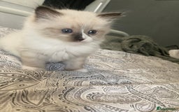 Ragdoll cats for sale: Beautiful Ragdoll kittens  - Image 13
