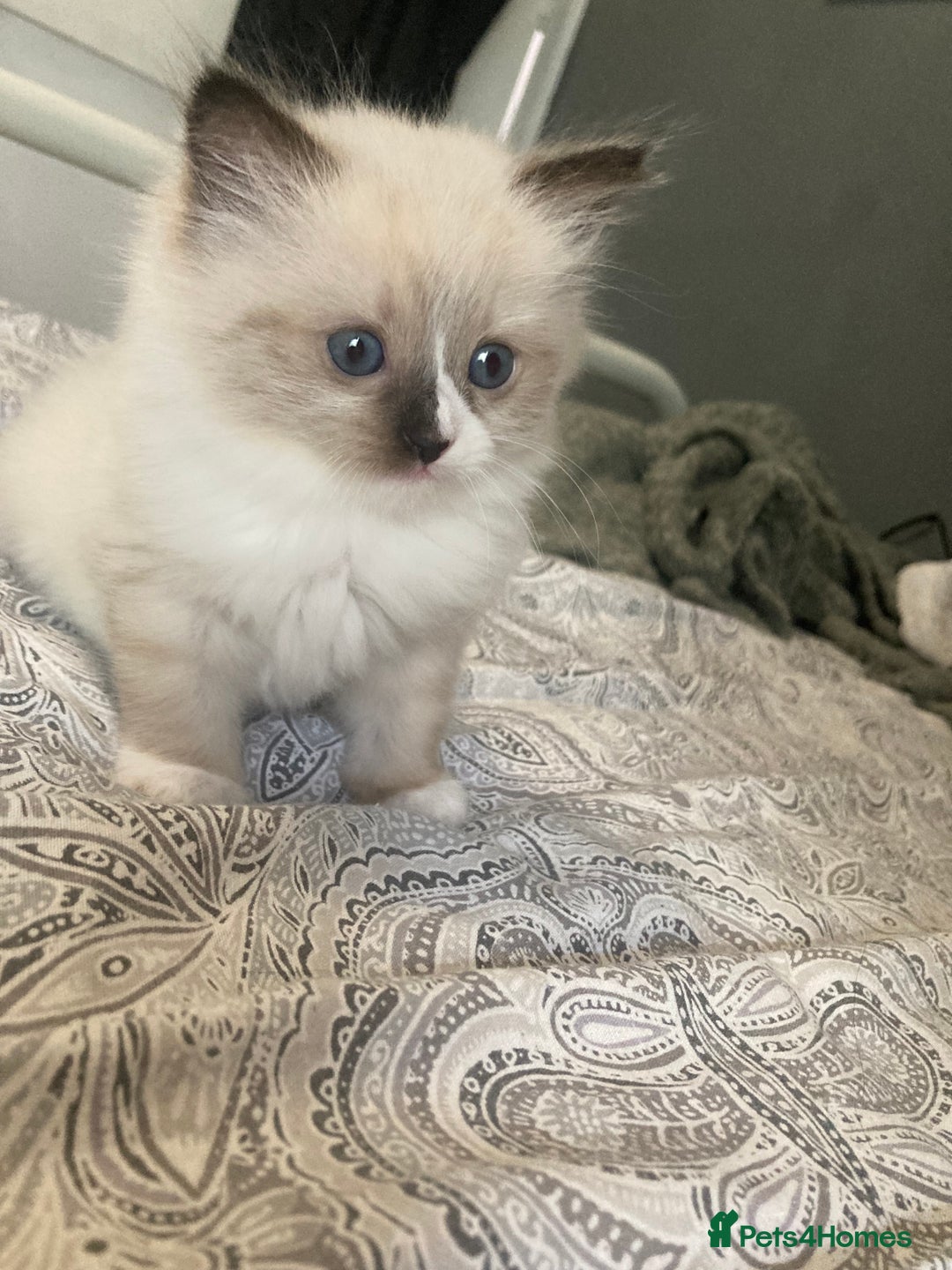 Ragdoll cats for sale: Beautiful Ragdoll kittens  - Image 13