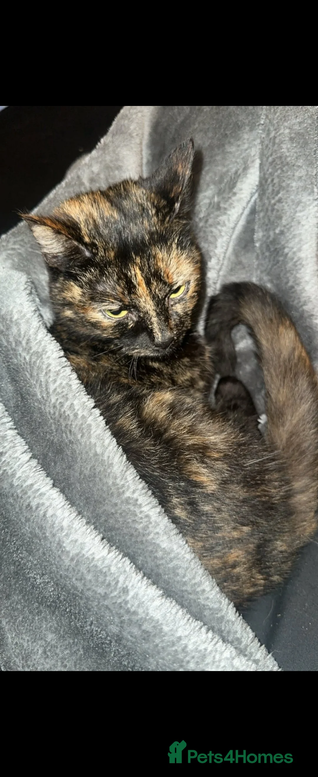 Mixed Breed cats for sale: Free to the right home. Abbie - 3 Years Old - Advert 2