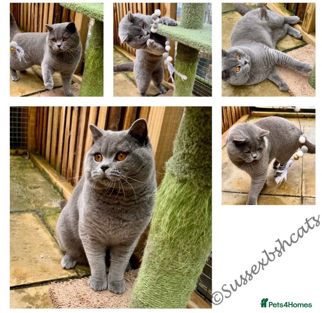 British Shorthair cats for sale: Beautiful, chunky, British shorthair kittens  - Advert 12