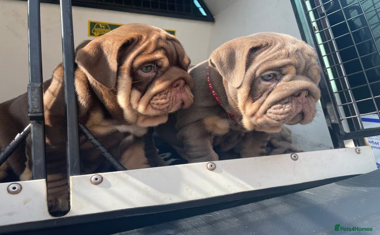 English Bulldog dogs - Advert 4