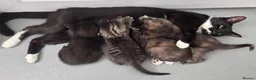Mixed Breed cats for sale: Beautiful fluffy kittens - Advert 3