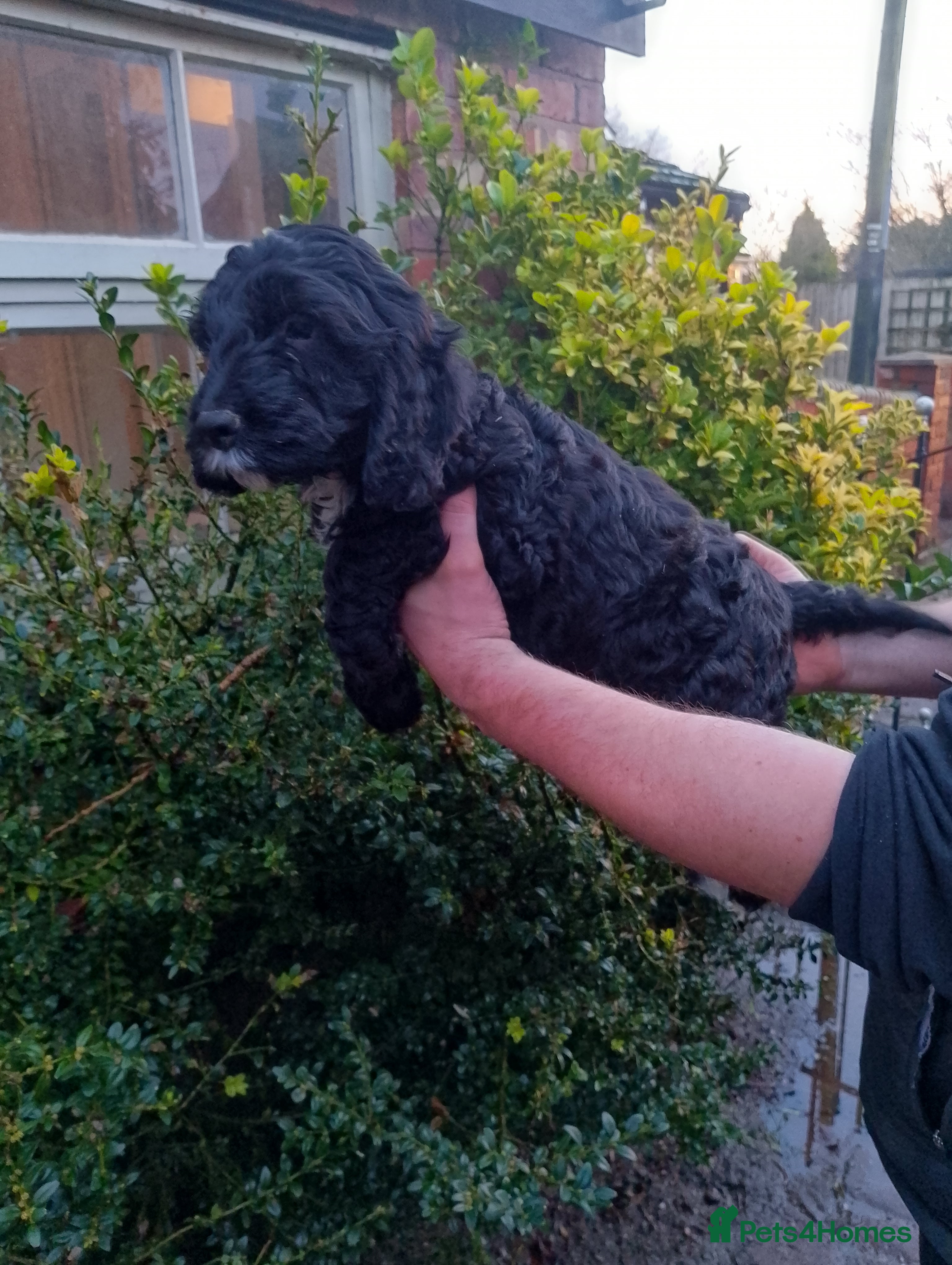 Cocker Spaniel dogs Singleton F1 Cockapoo Ready from today   - Advert 7
