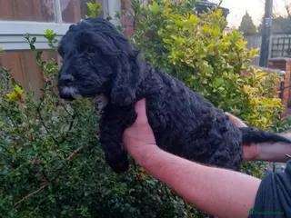 Cocker Spaniel dogs Singleton F1 Cockapoo Ready from today - Advert 7