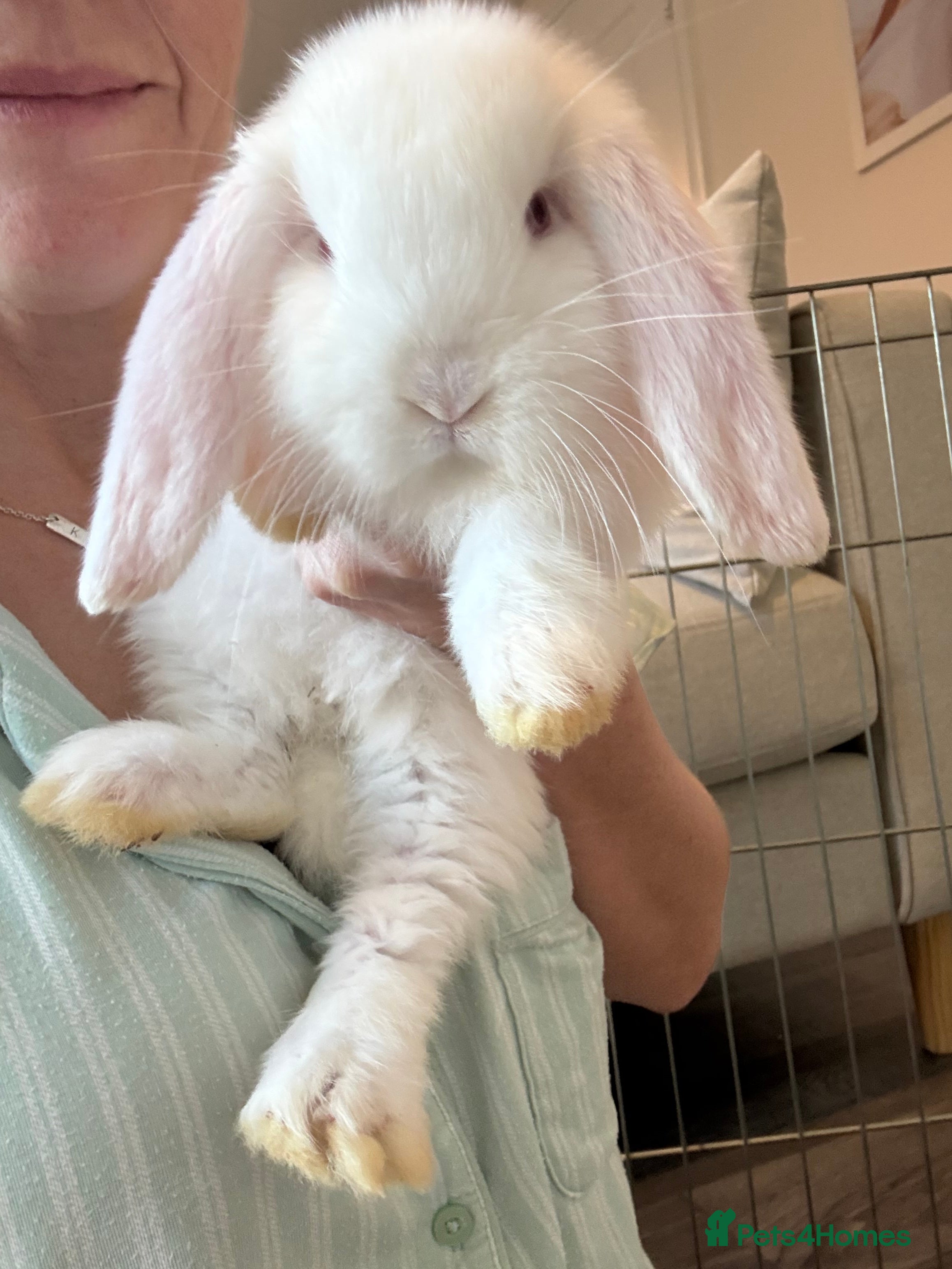 French Lop rabbits REW French Lop - Advert 5