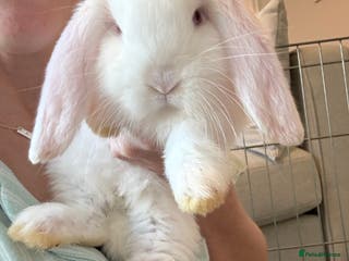 French Lop rabbits REW French Lop - Advert 5