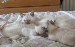 Snowshoe cats for sale: Rare Pedigree Snowshoe Kittens  - Image 3
