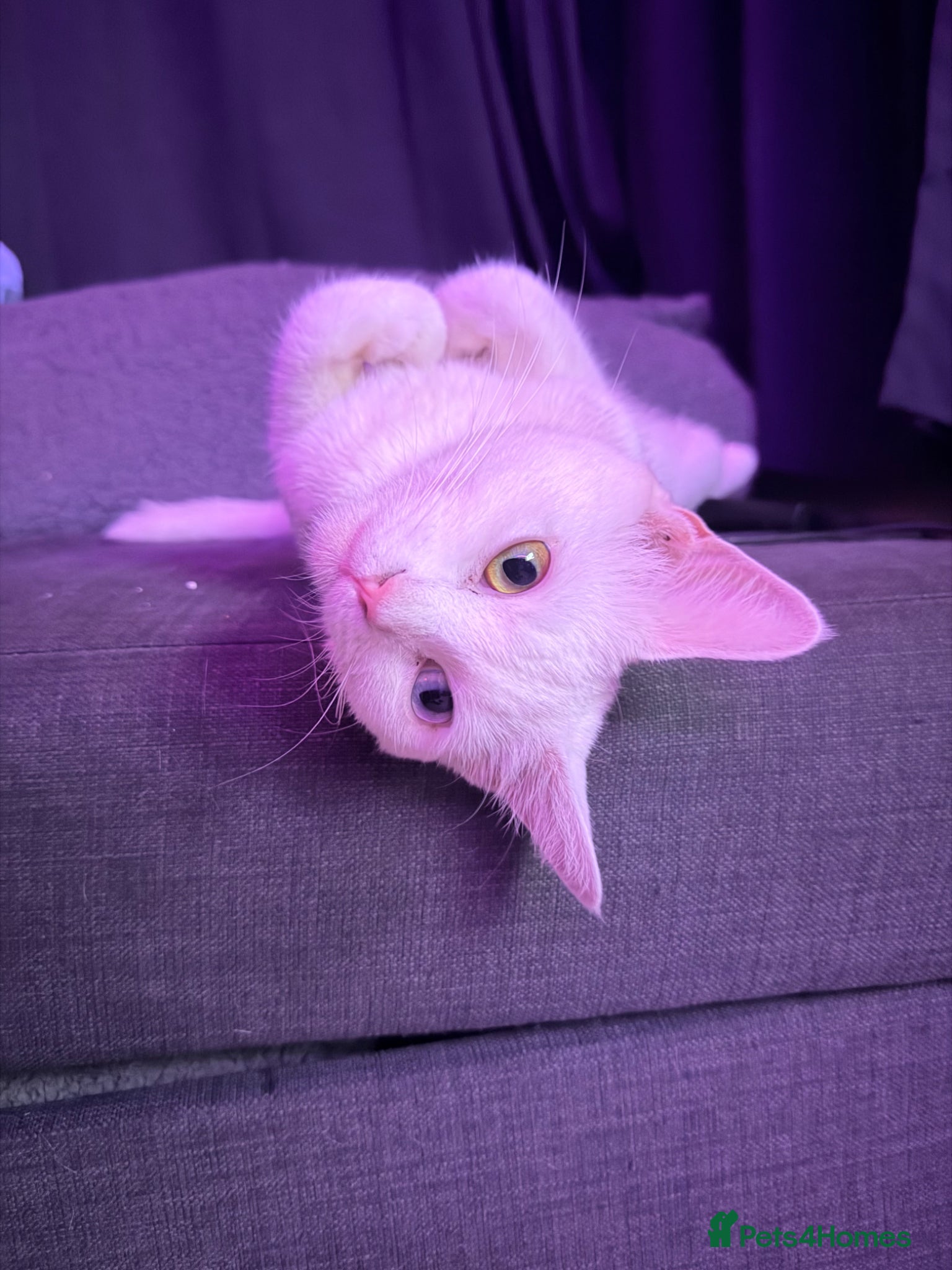 Turkish Angora cats Turkish Angora Kittens - Advert 2