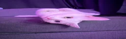 Turkish Angora cats for sale: Turkish Angora Kittens - Advert 2
