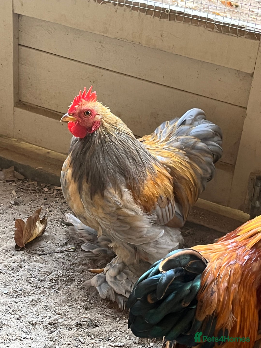 Chickens poultry for sale: 4x pekin bantams  - Image 4