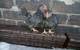 Chickens poultry for sale: 2 handsome serama Cockerells - Image 1