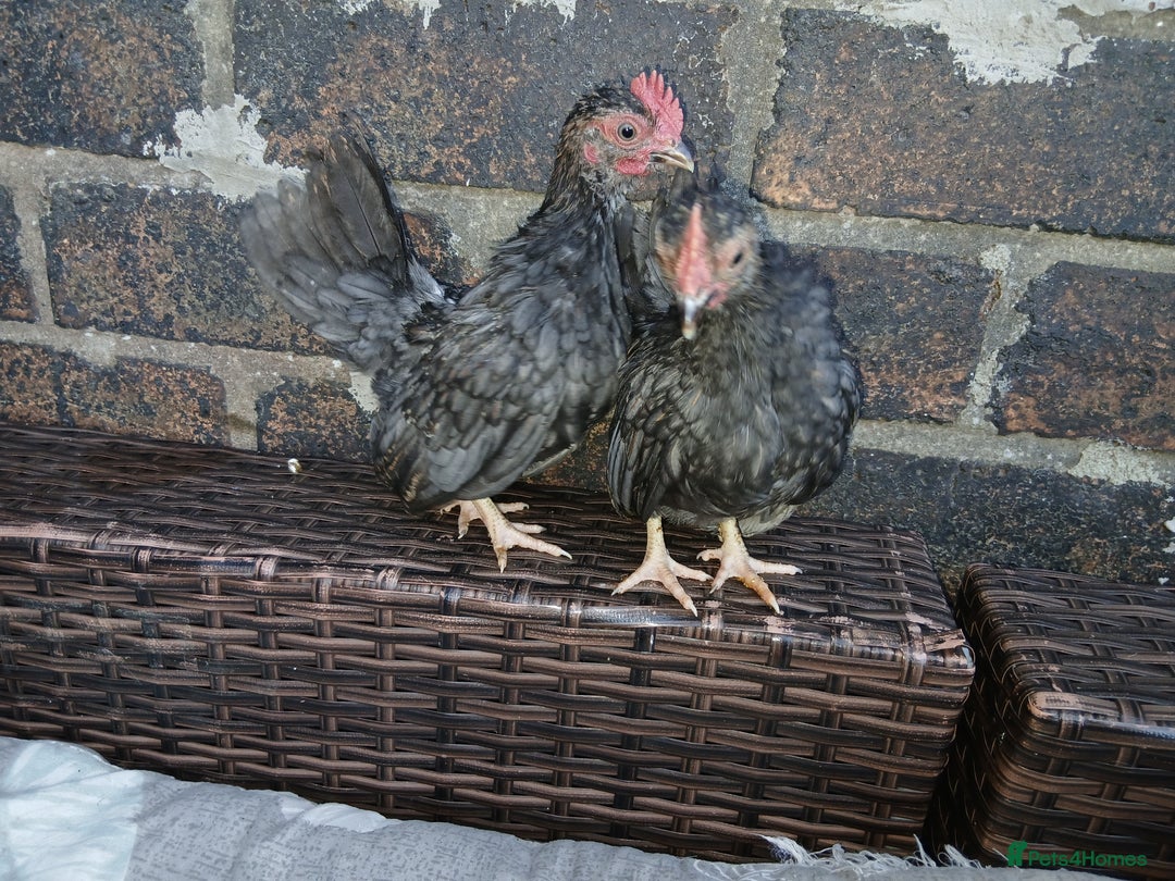 Chickens poultry for sale: 2 handsome serama Cockerells - Image 1