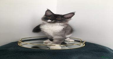 Maine Coon cats - Advert 15