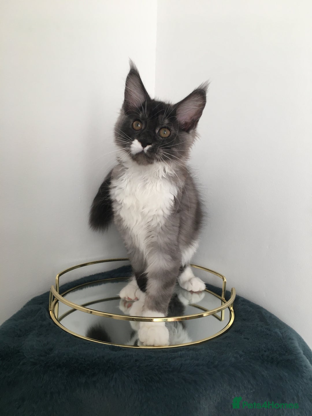 Maine Coon cats for sale: Mainecoons kittens Xl pedigree - Image 3