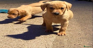 Labrador Retriever dogs - Advert 7
