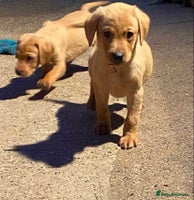 Labrador Retriever dogs - Advert 8