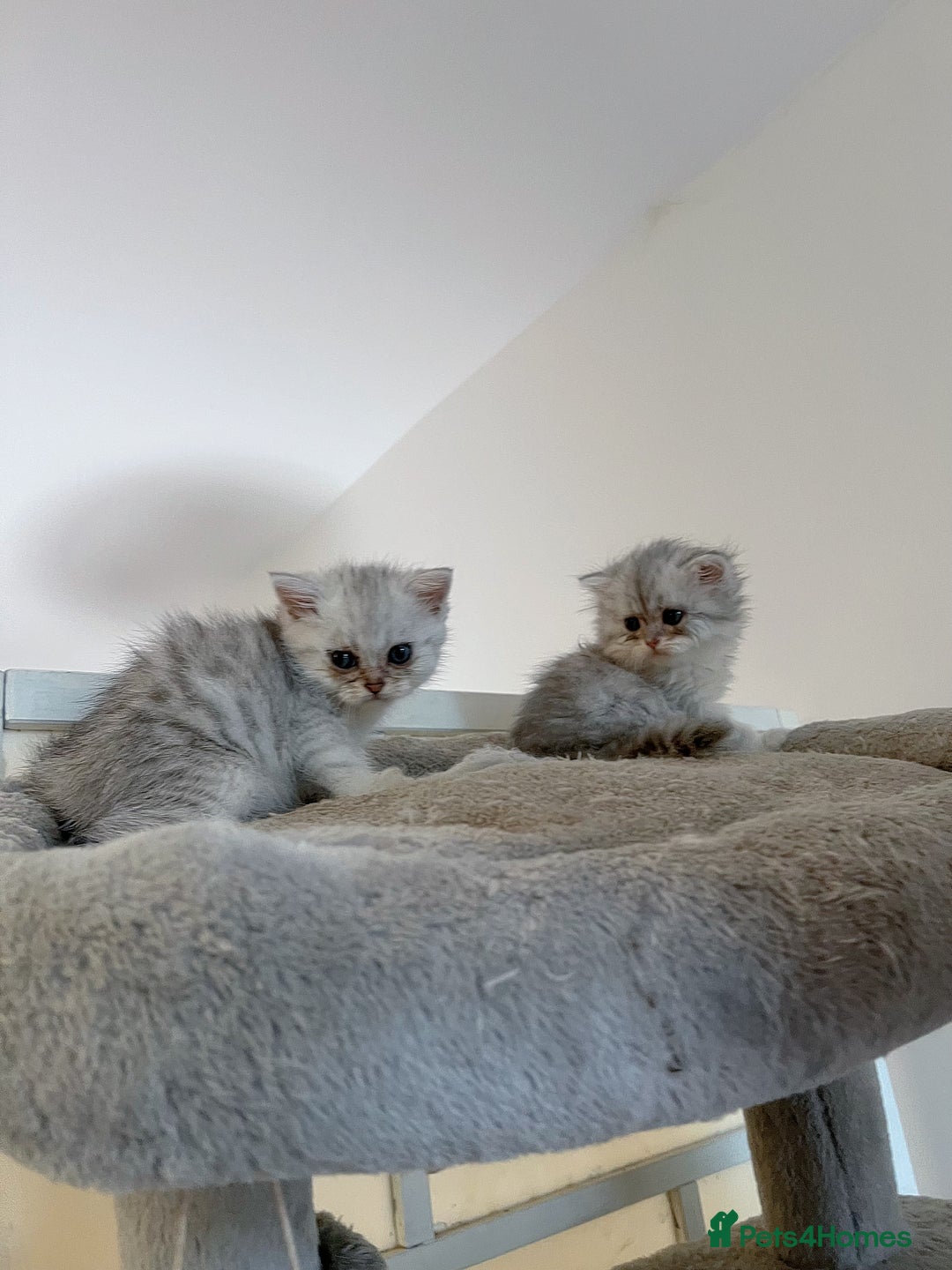 Scottish Fold cats for sale: Two Cute Scottish Fold Kittens - Image 8