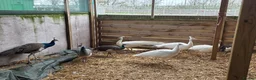 Peafowl poultry for sale: Peafowl for sale White & Blue - Advert 2