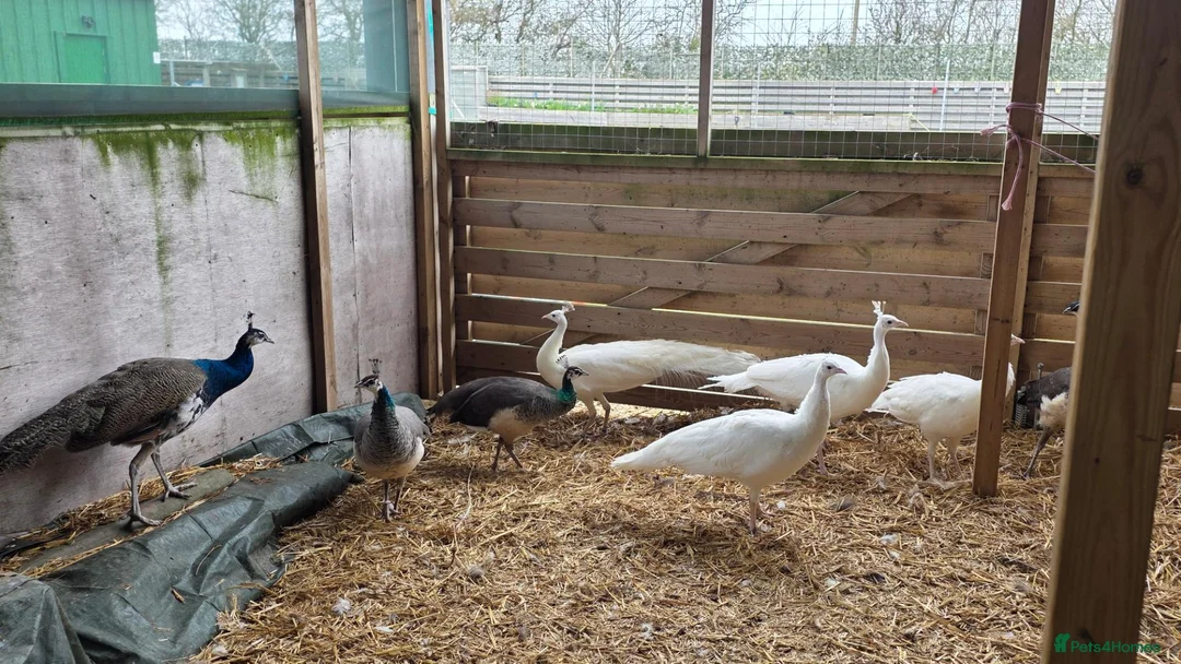 Peafowl poultry for sale: Peafowl for sale White & Blue - Advert 2