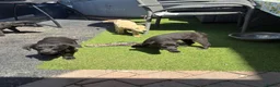 Labrador Retriever dogs for sale: 7 beautiful 5⭐️kc reg labour puppies  in Doncaster - Advert 3