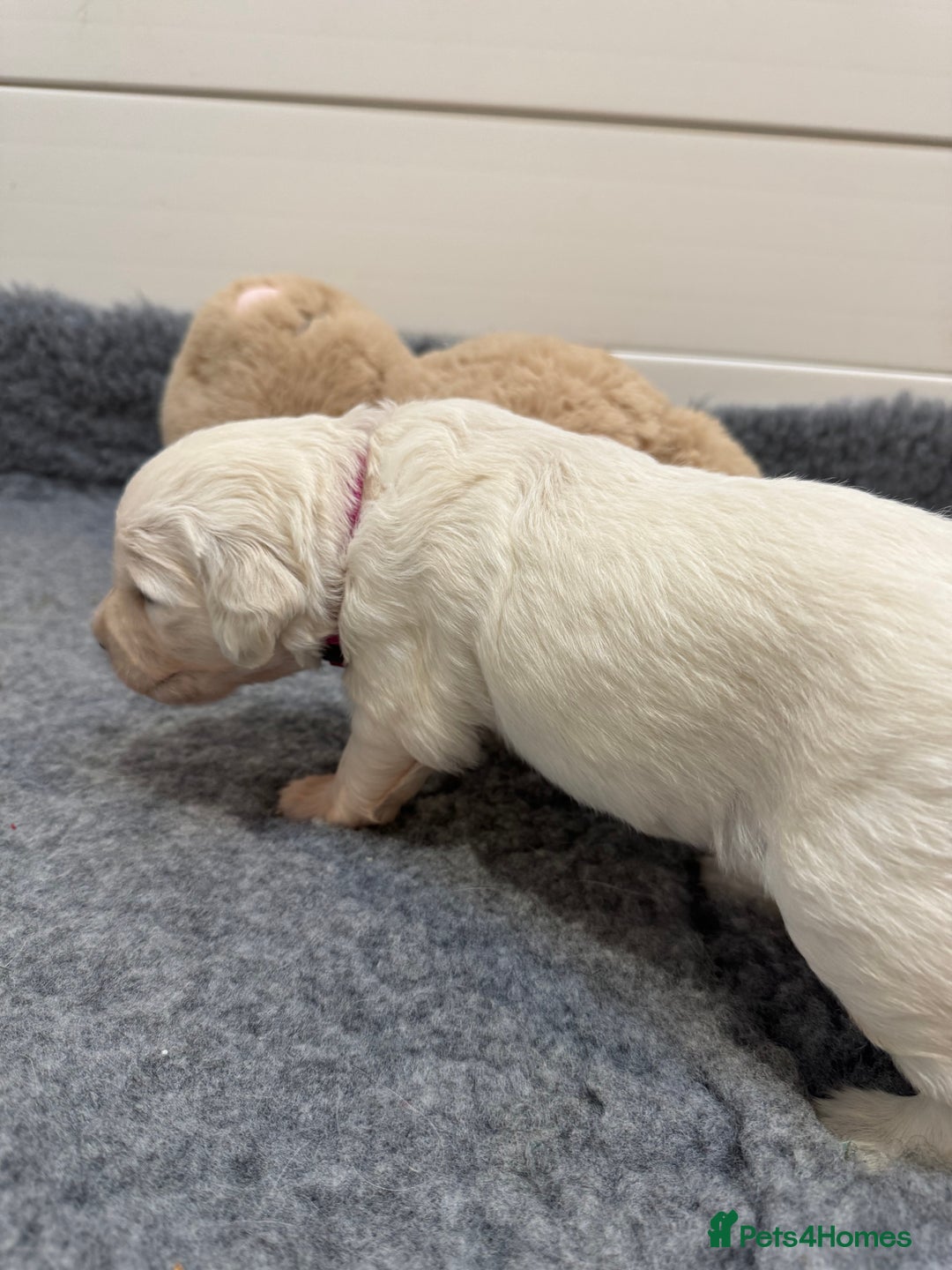 Golden Retriever dogs for sale: KC Beautiful Golden Retriever Cream Puppies - Advert 17