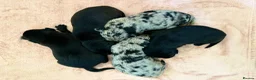 Borador dogs for sale:  8 Labrador x collie puppies available  - Advert 5