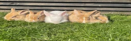Mixed Breed rabbits for sale: Child friendly Mixed breed rabbits  - Advert 2
