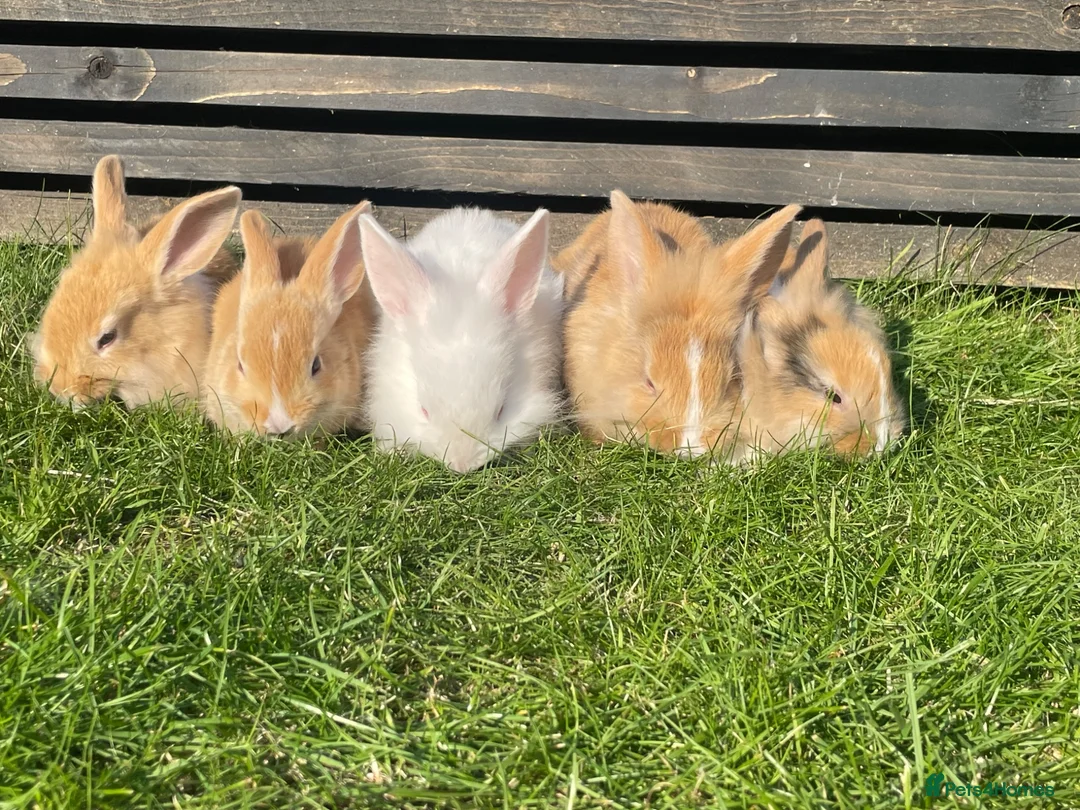 Mixed Breed rabbits for sale: Child friendly Mixed breed rabbits  - Advert 2