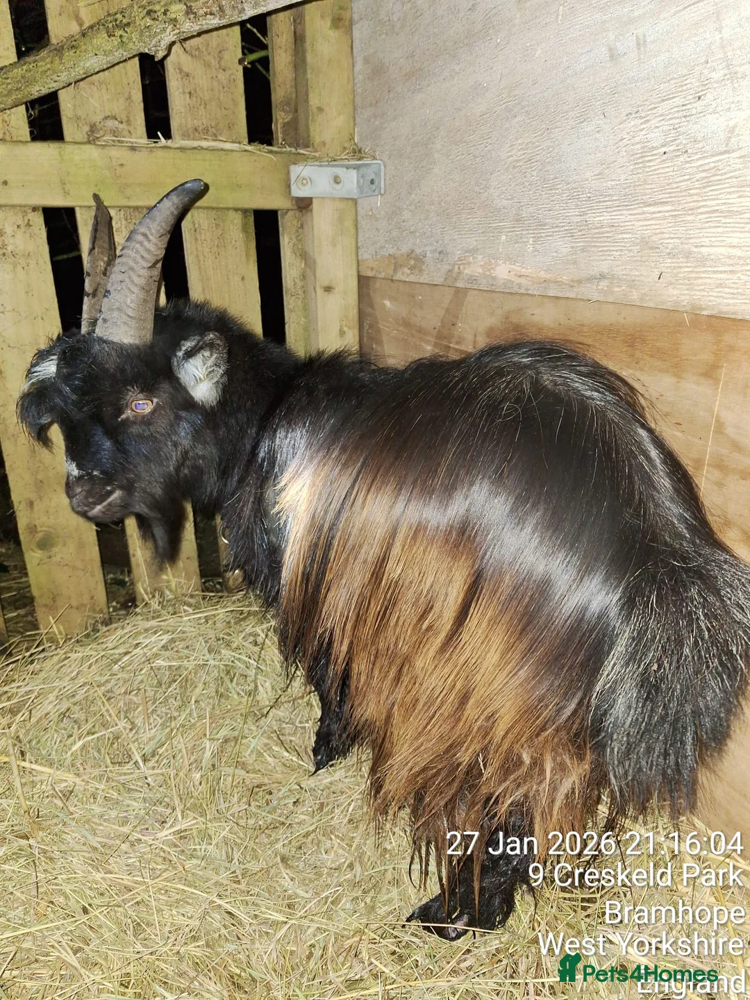 Goats livestock for sale: Pigmy Goats - Advert 5