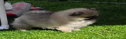 Pomeranian dogs for sale: Beautiful sable girl  - Advert 6
