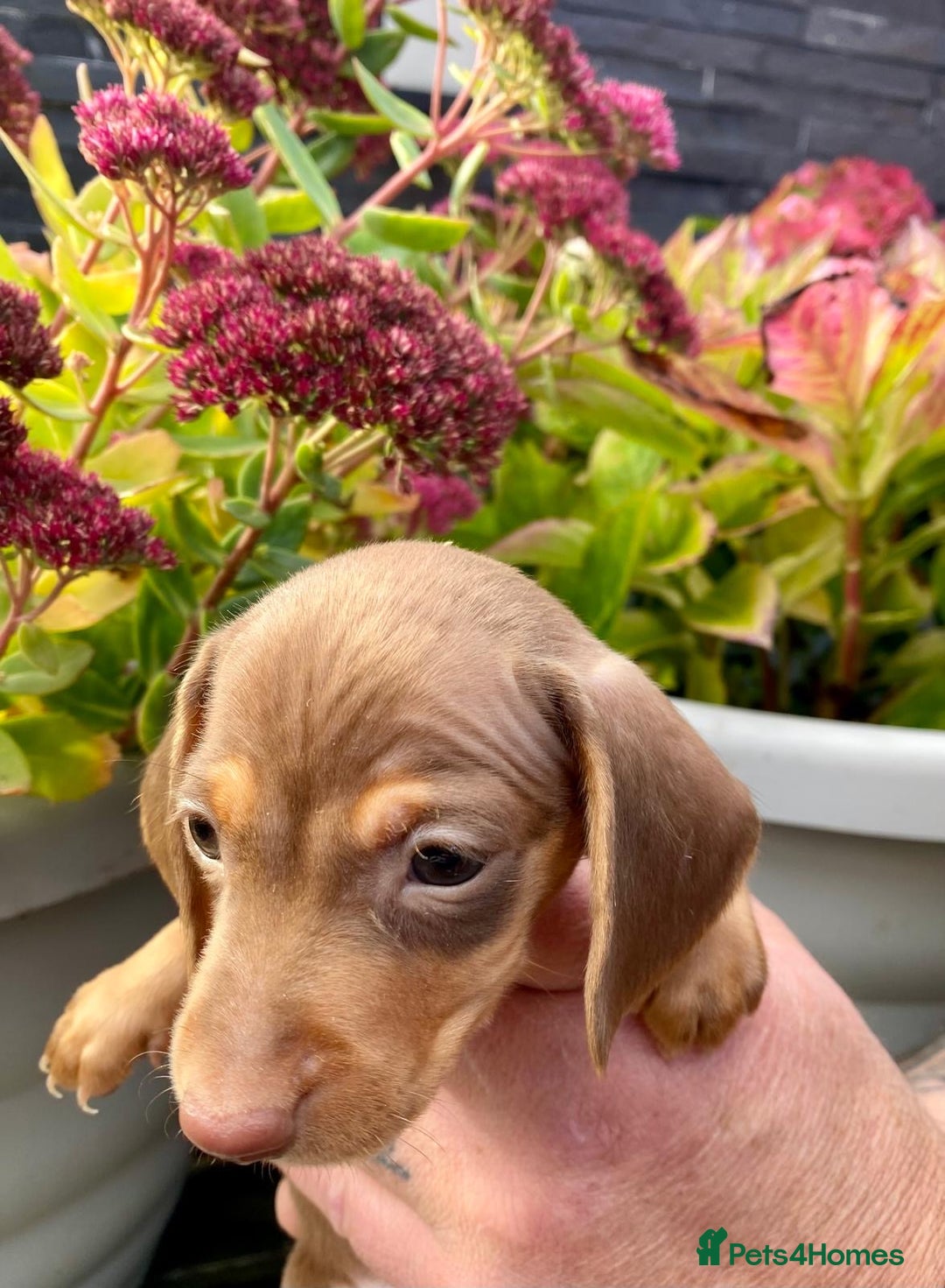 Miniature Dachshund dogs for sale: Miniature dachshunds READY NOW - Advert 6