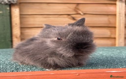 Lionhead rabbits for sale: 2 male left. 6 females  - Image 20