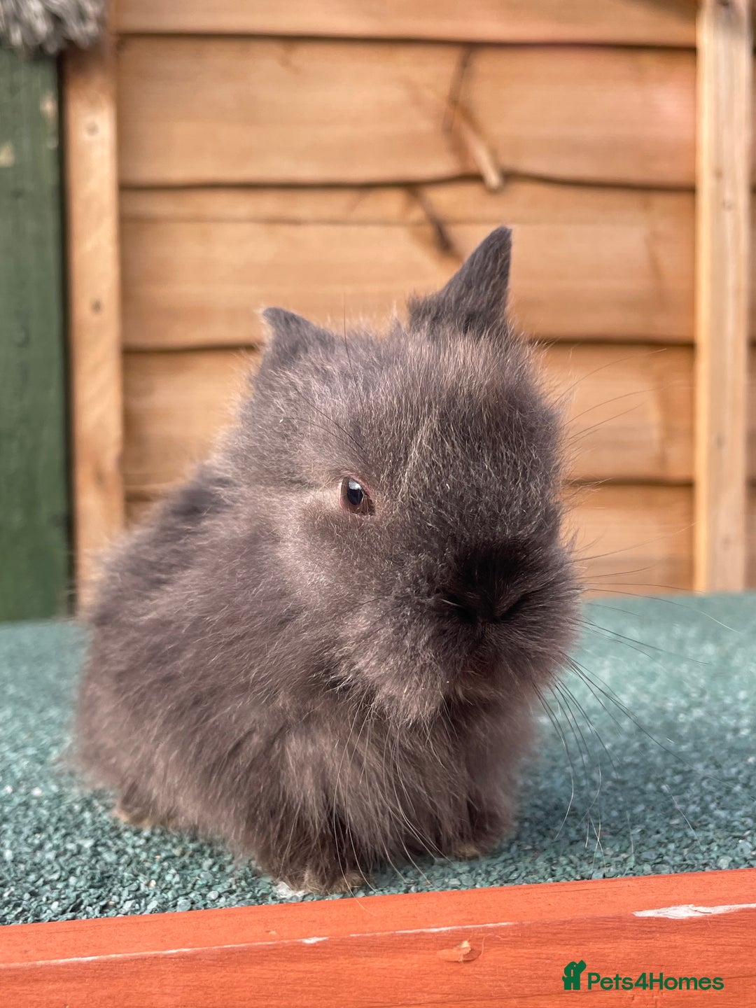 Lionhead rabbits for sale: 2 male left. 6 females  - Image 20