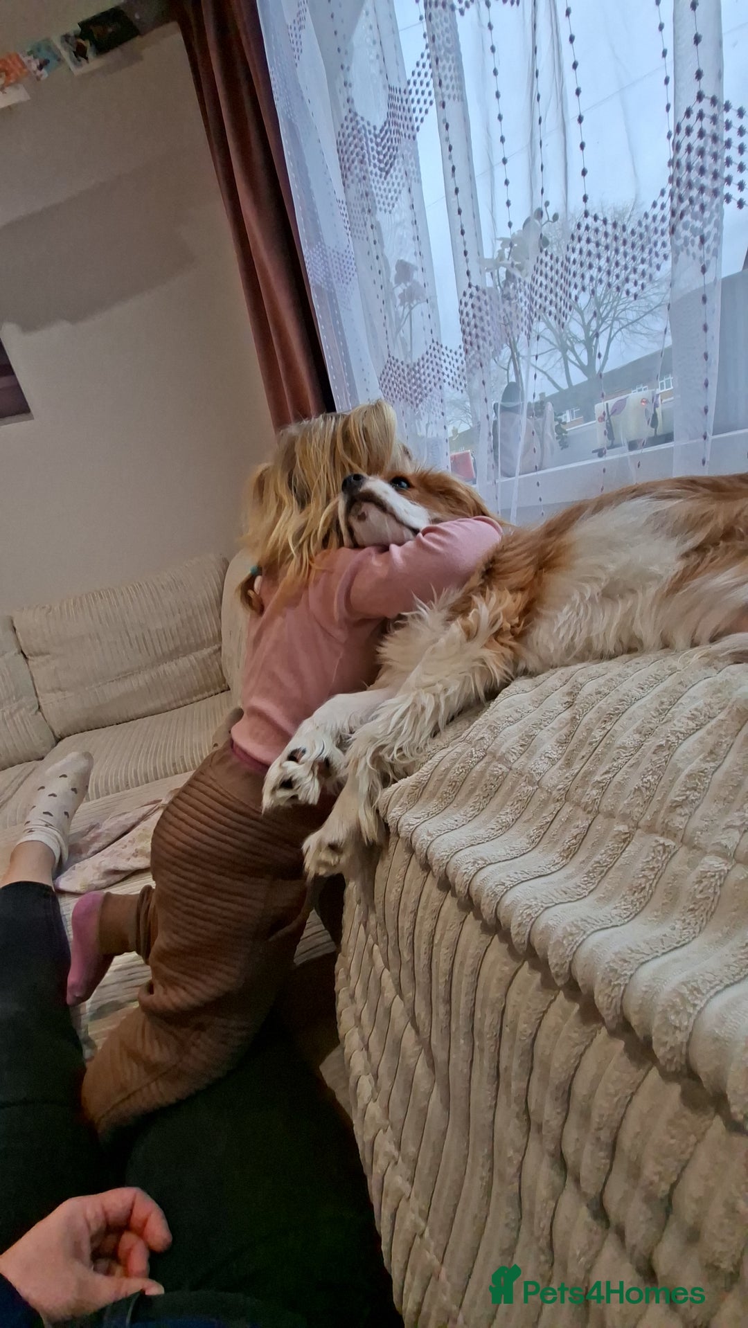 Cavalier King Charles Spaniel dogs for sale: Mr Den - Advert 3