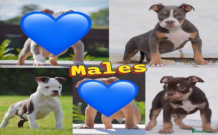 Old Tyme Bulldog dogs - Advert 1