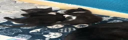 Domestic Shorthair cats for sale: 4 stunning babies  - Advert 3