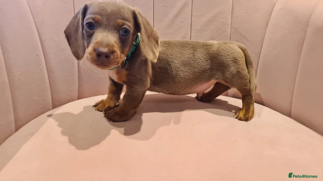 Miniature Dachshund dogs for sale: Lilac dapple daxies ready soon 3 girls 2 boys left - Advert 28