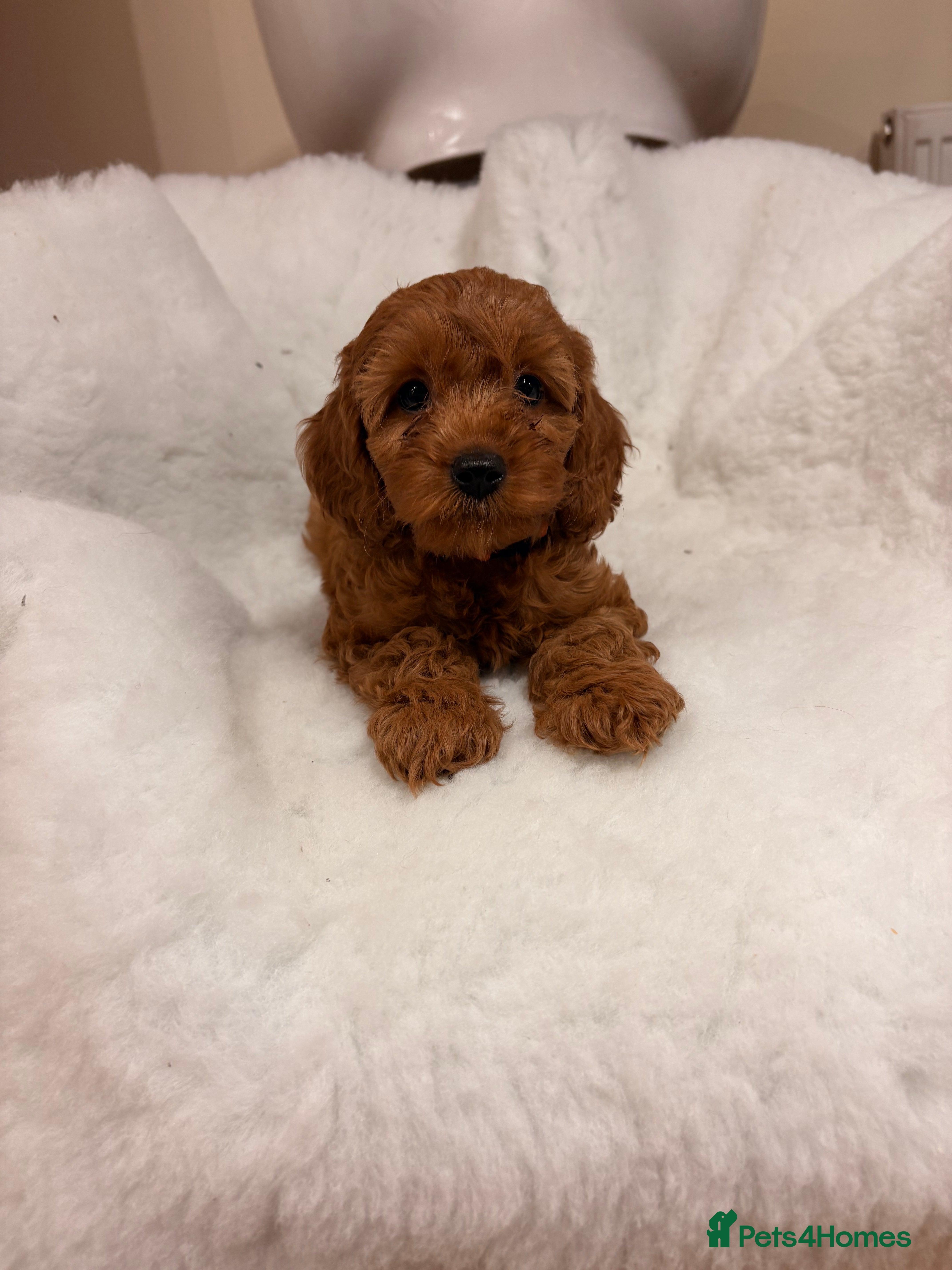 Cavapoo dogs Stunning Fox red F1b cavapoo puppies - Advert 2