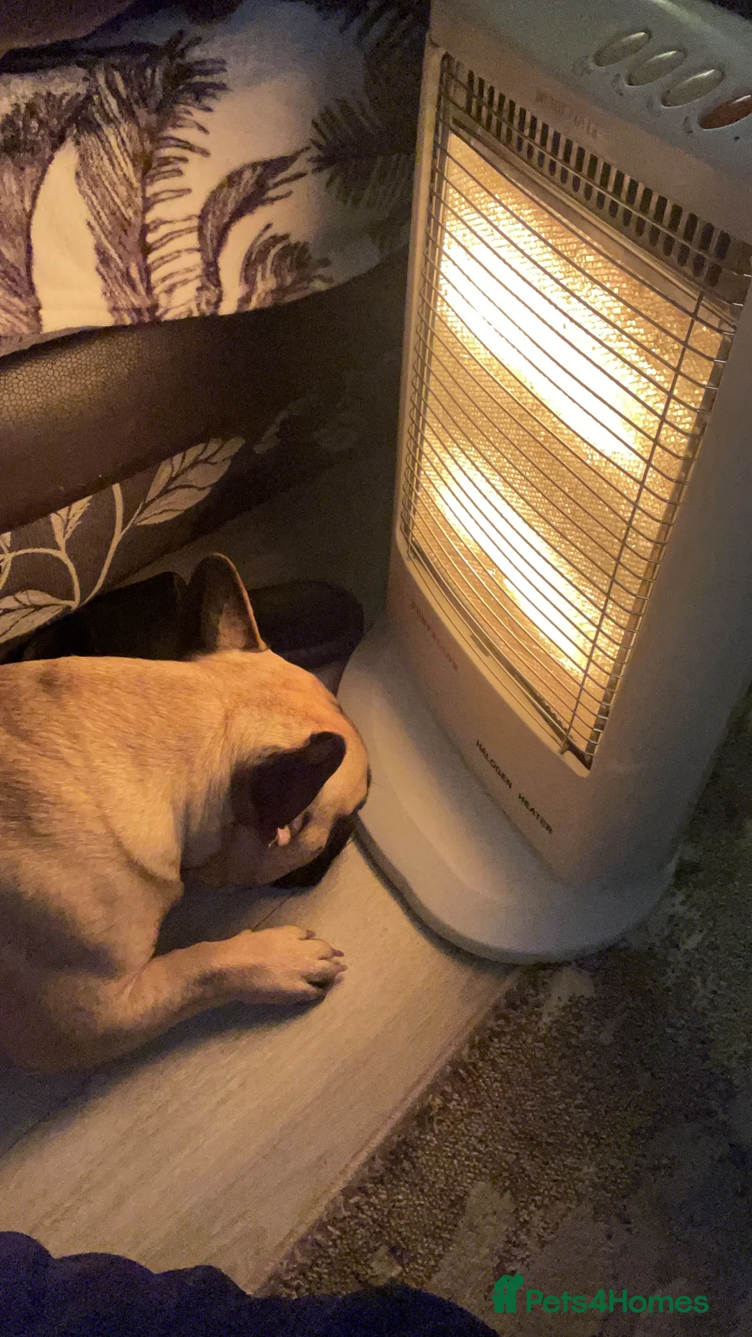 French Bulldog dogs for stud: Logie French bull dog  - Advert 11