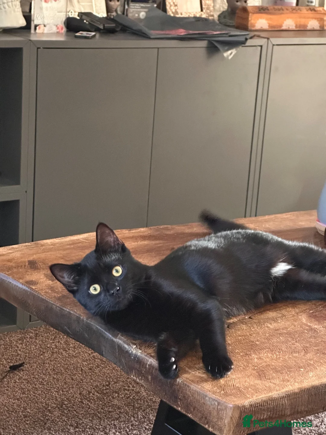 Mixed Breed cats for sale: 2 x female cats to be homed together  - Advert 17