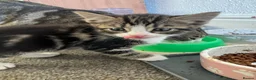 Mixed Breed cats for sale: Kittens  in Lytham Saint Annes - Advert 3