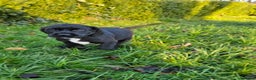 Labrador Retriever dogs for sale: Black labrador x gwp puppies working or pet homes - Advert 17