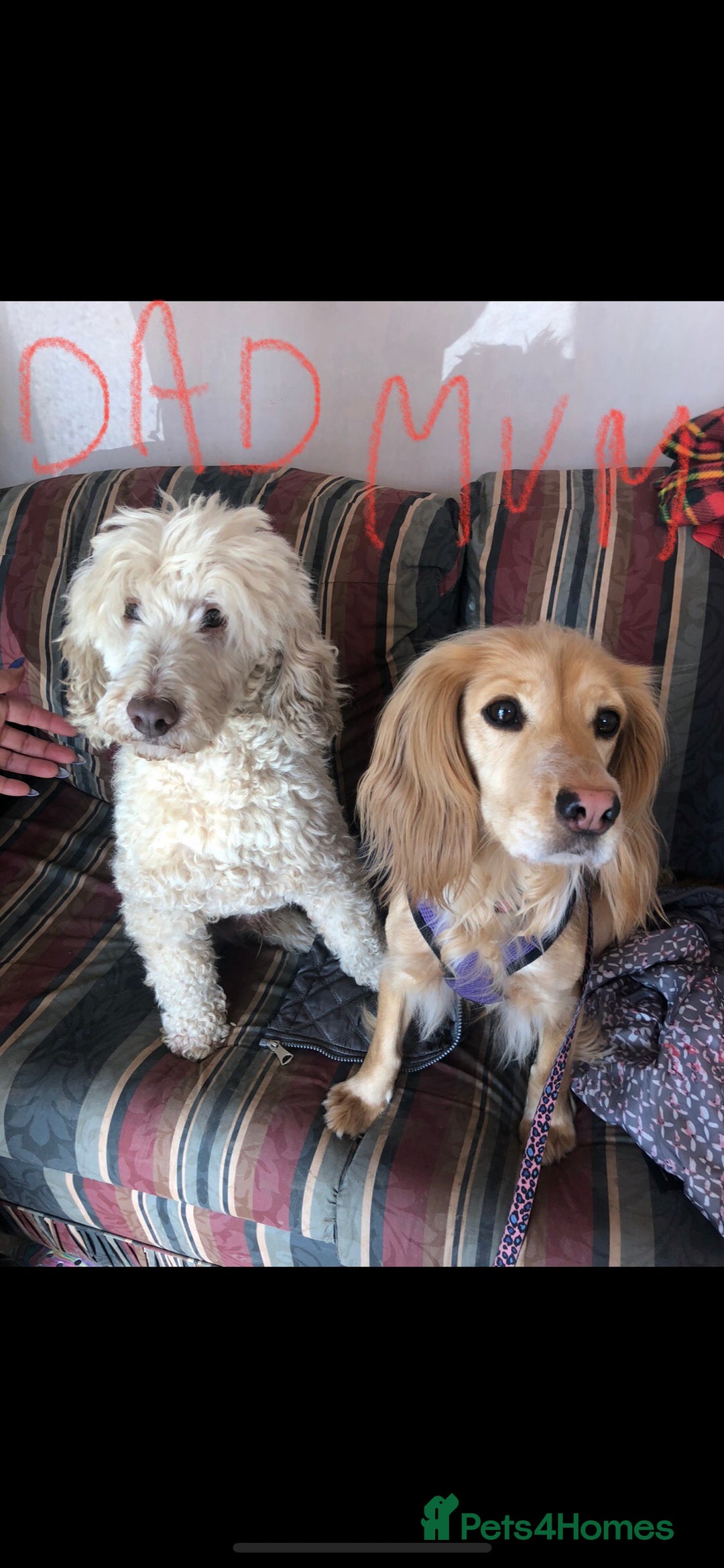 Cockapoo dogs for sale:  F1 Cockapoo MALE Dna health test Clear parents  - Image 6