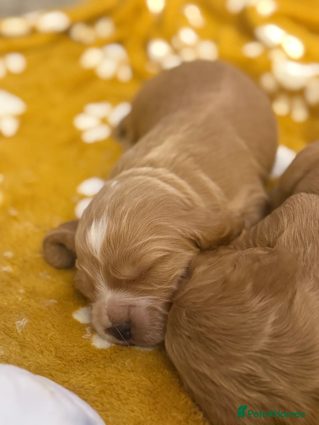 Cocker Spaniel dogs for sale: 🐶🐾 Exceptional Working Cocker Spaniel Puppies 🐾 - Advert 20